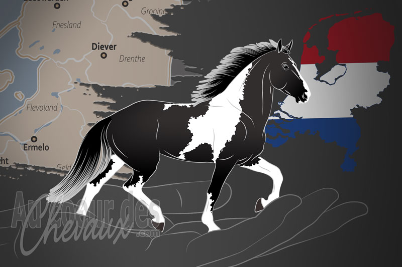 Le Registre G�n�alogique du Pinto Barock, un organisme de gestion du barock pinto aux pays bas