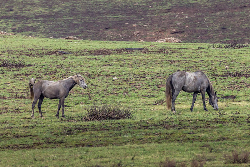 Une vue du Cheval Barrackr Brumby en libert� qui mange