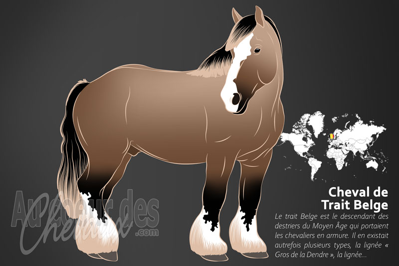 Le Cheval de Trait Belge, le colosse des plaines de flandre