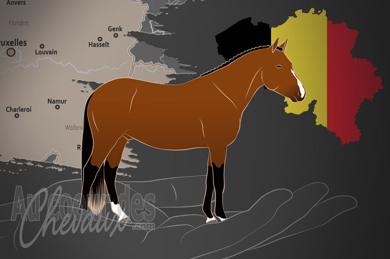 Le Belgian New Forest Pony Studbook VZW un organisme de race en Belgique