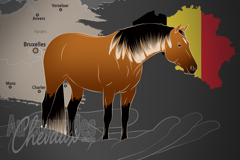 L'Association Belge du Cheval Quarter Horse, un organisme de gestion du quarter horse en belgique
