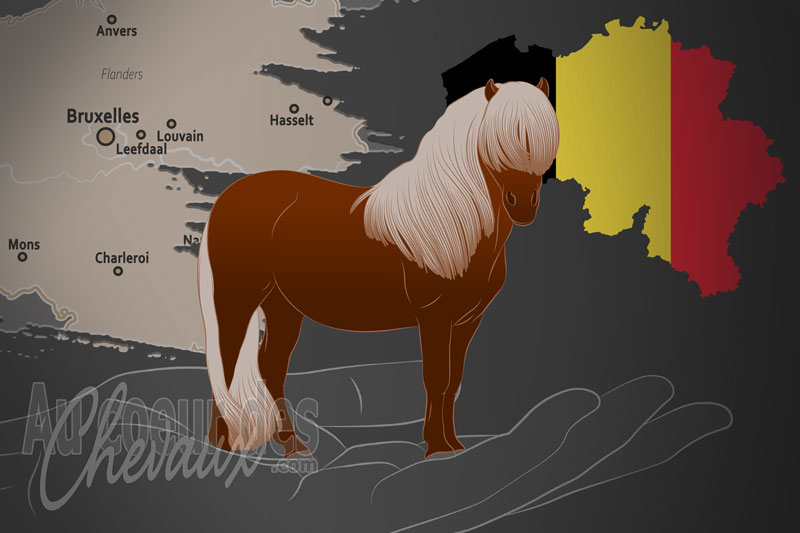 La Soci�t� Belge du Poney Shetland, un organisme de gestion du shetland en belgique
