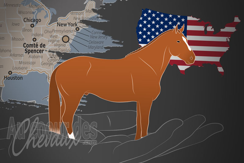 La Belgian Warmblood Association North American District un organisme de race aux �tats Unis Belgique