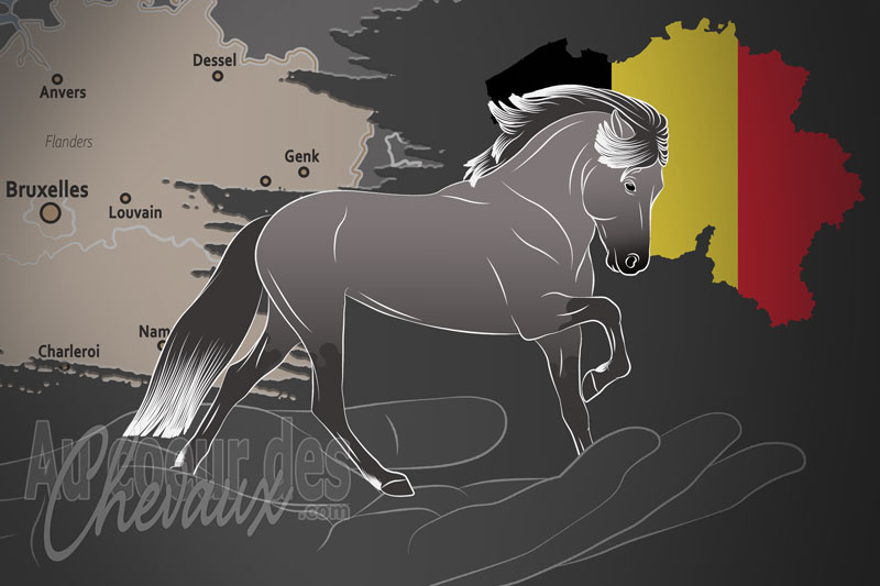 Le Stud Book Belge des Chevaux Islandais Vzw, une organisation qui g�re le cheval islandais en belgique
