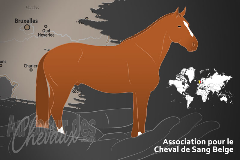 Le Cheval de Sang Belge, un organisme de gestion du cheval de sang belge en belgique