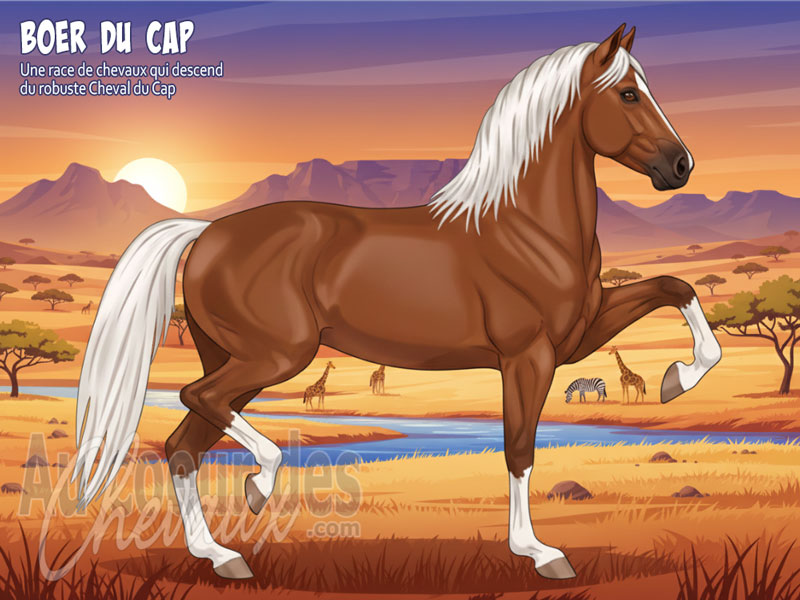 Le Cheval Boer du Cap, le survivant du veld sud-africain