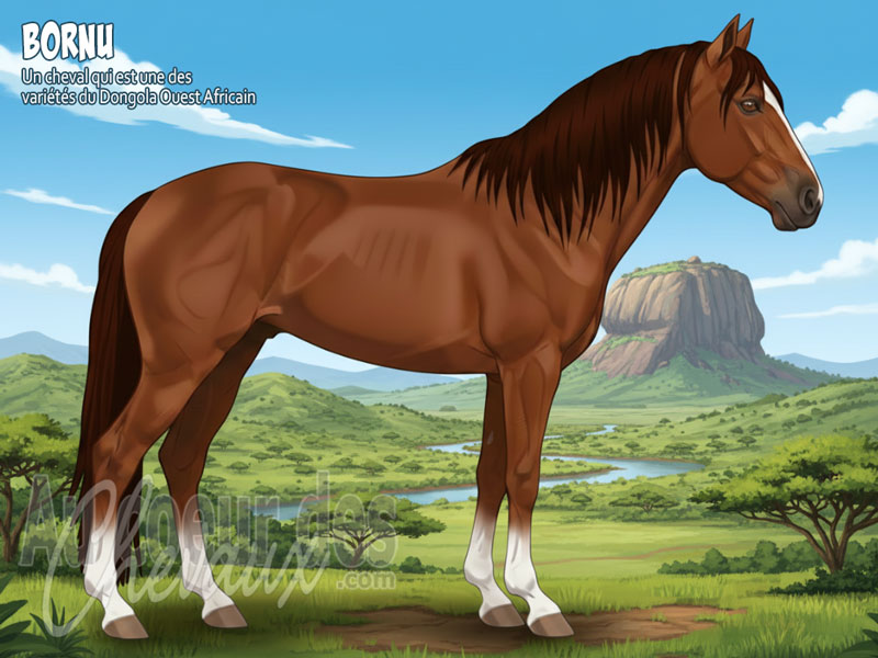 Le Cheval Bornu, le destrier de l'empire du sahel