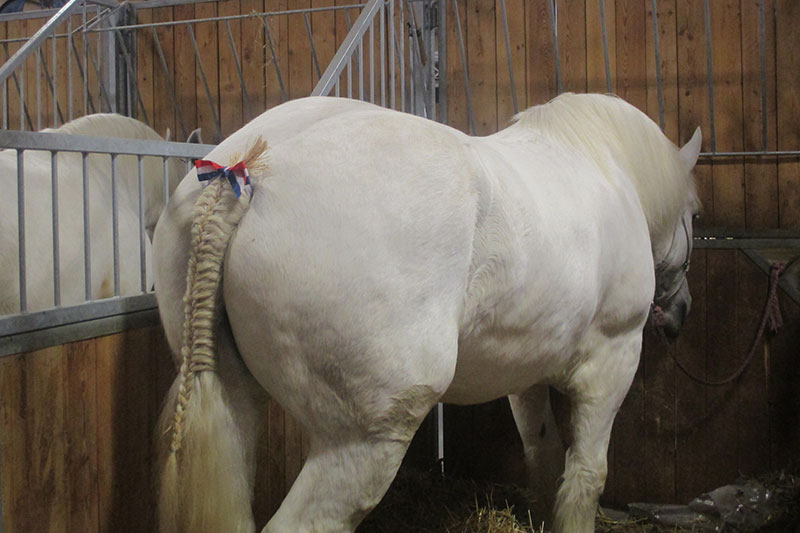Une vue d'un Cheval Boulonnais gris attach� dans un abri