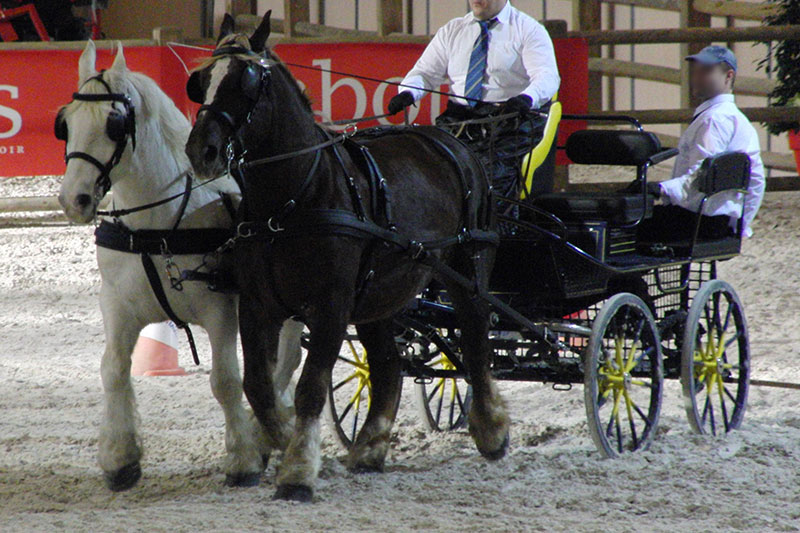Une vue du Cheval Boulonnais en pr�sentation avec un attelage 