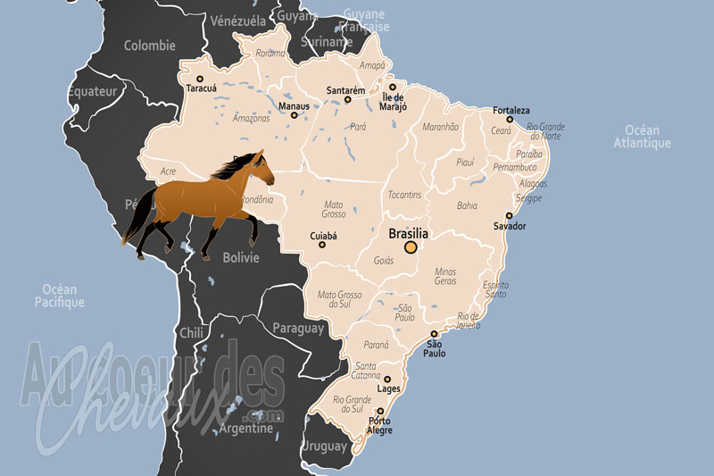 Le Br�sil, une puissance �quine mondiale