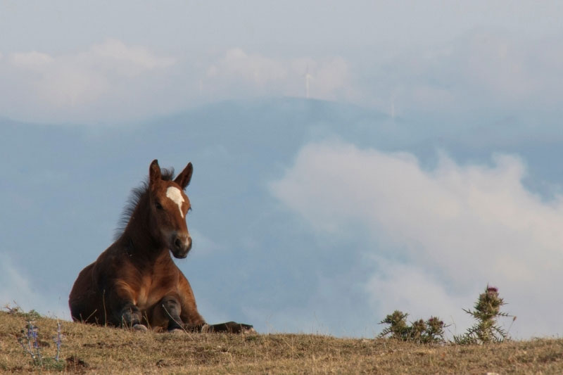 Une vue d'un poulain de la m�me famille que le Cheval Breton