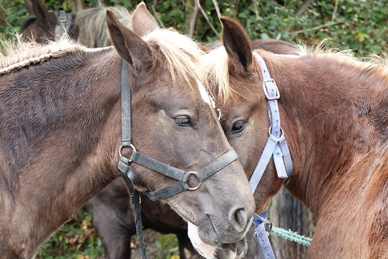 Une vue d'un poulain de la m�me famille que le Cheval Breton