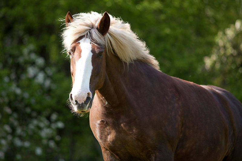Une vue de la t�te du Cheval Breton