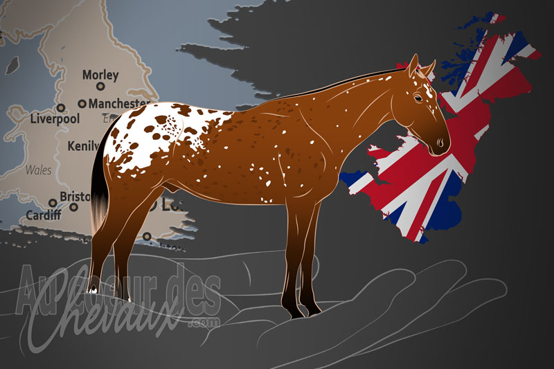 La Soci�t� Britannique des Chevaux Appaloosas, un organisme de gestion de l'appaloosa britannique au royaume uni