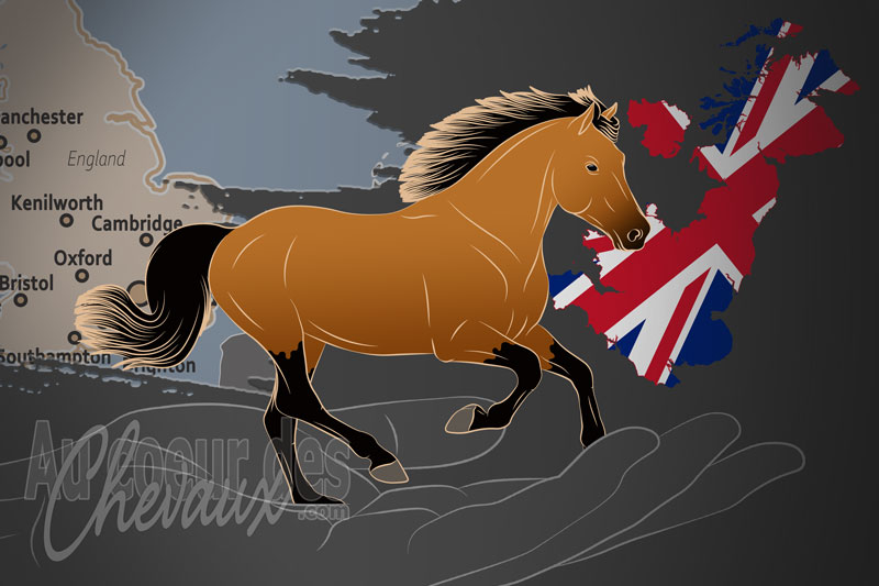 La Soci�t� Britannique du Poney du Connemara, une organisation qui g�re le poney connemara au royaume uni