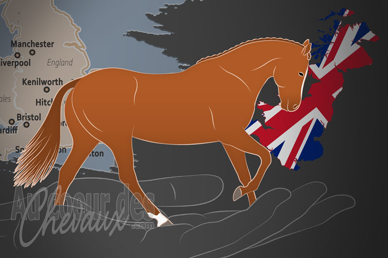 L'Association Britannique des Chevaux de Spectacle, un organisme de gestion du british show horse au royaume uni