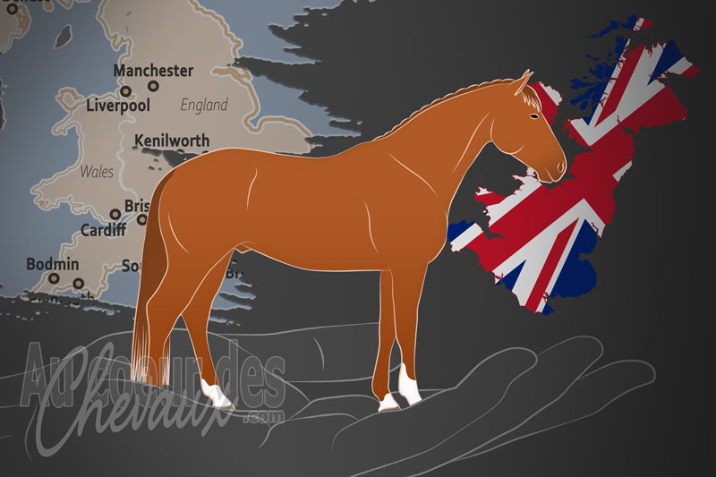 La Soci�t� Britannique des Chevaux � Sang Chaud, un organisme de gestion du britannique sang chaud au royaume uni