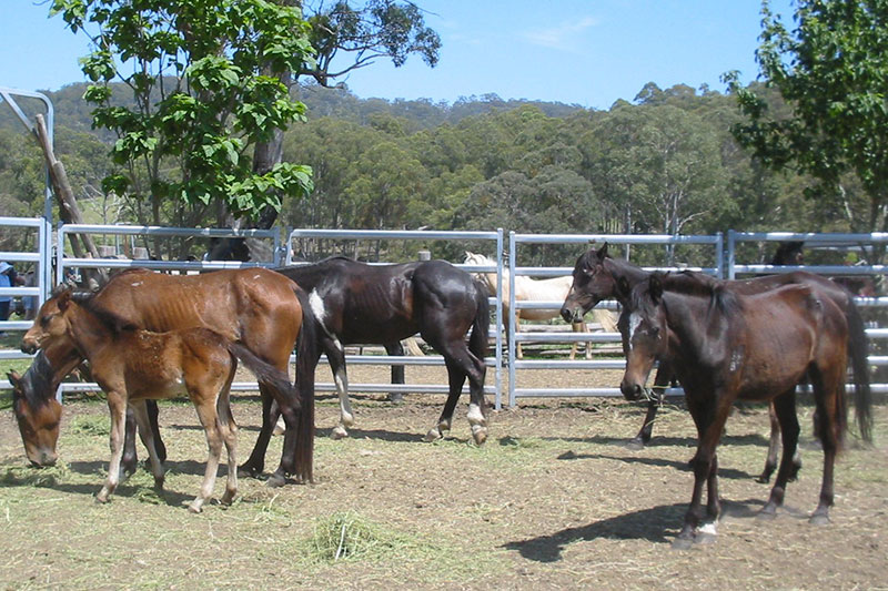 Une vue du Cheval Brumby dans un enclos