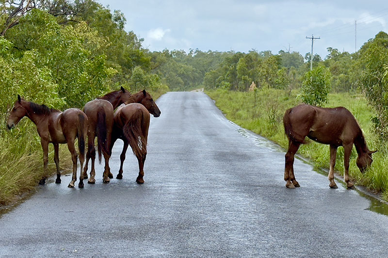 Une vue d'un troupeau du Cheval Brumby du Parc national de la Rivi�re Guy Fawkes en libert�