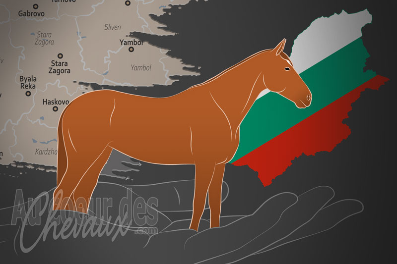 La Bulgarian Sport Horse Association un organisme de race en Bulgarie