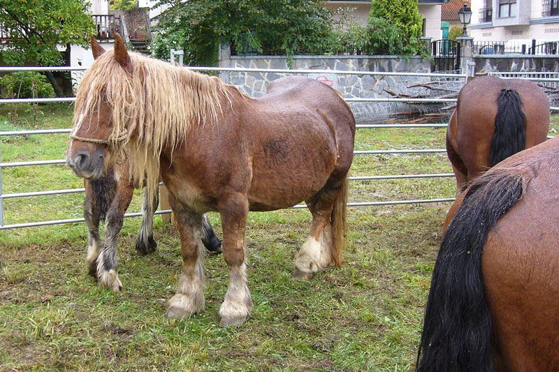 Des chevaux de race Burguete de Navarre dans un enclos