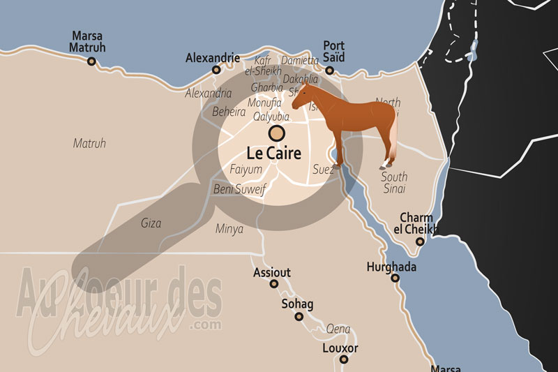 Le Caire, carrefour mill�naire du pur-sang arabe et des �quid�s de travail