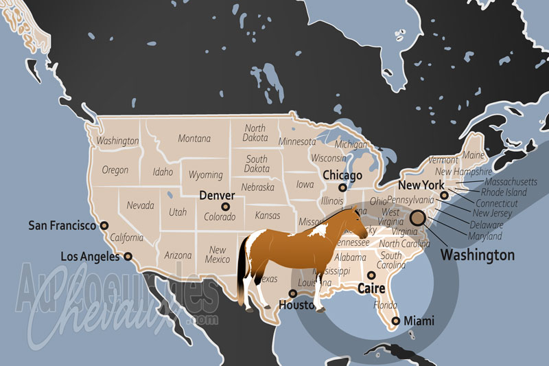 Le Caire, un �picentre de la performance western et de l'excellence du quarter horse