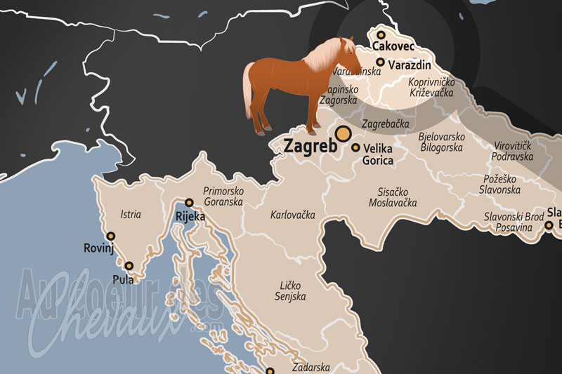 Cakovec, berceau du cheval de medimurje et h�ritage de la dynastie zrinski