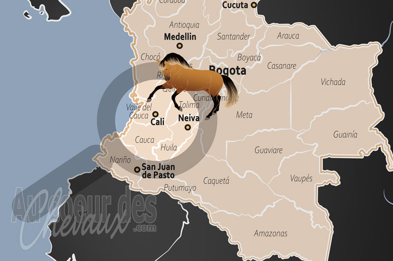 Cali, capitale du cheval de paso et tradition �questre du valle del cauca