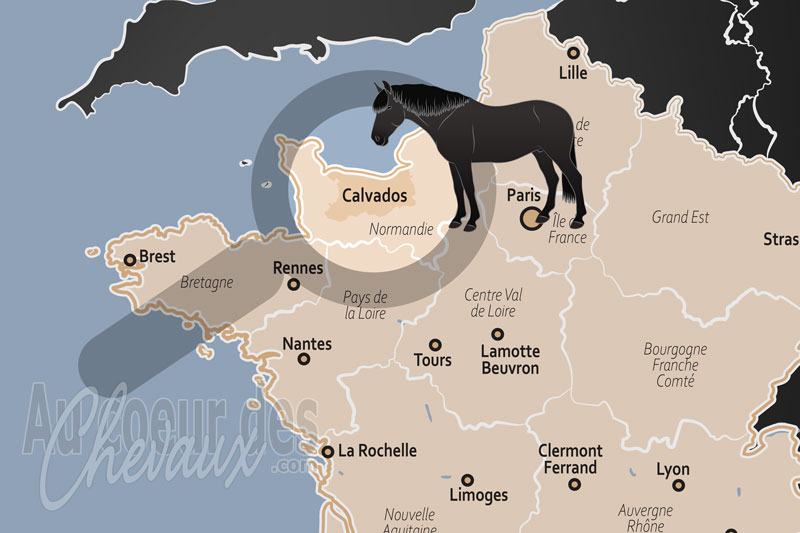 Le D�partement du Calvados, �picentre mondial de la fili�re �quine et terre d'�levage d'excellence