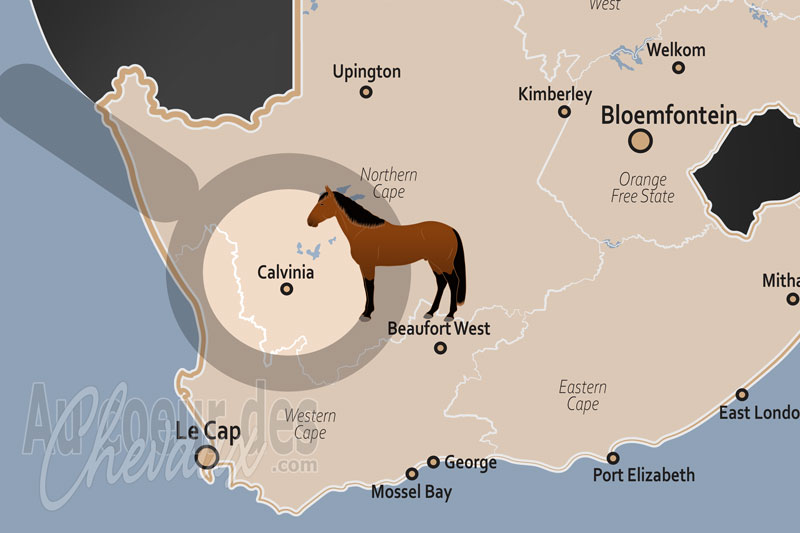 Calvinia, le cheval du hantam et la r�silience du karoo