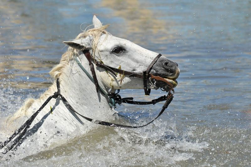 Une vue du Cheval Camargue dans l'eau