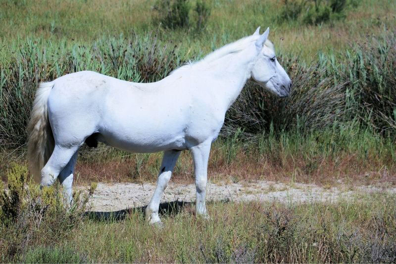 Une vue du Cheval Camargue en libert�