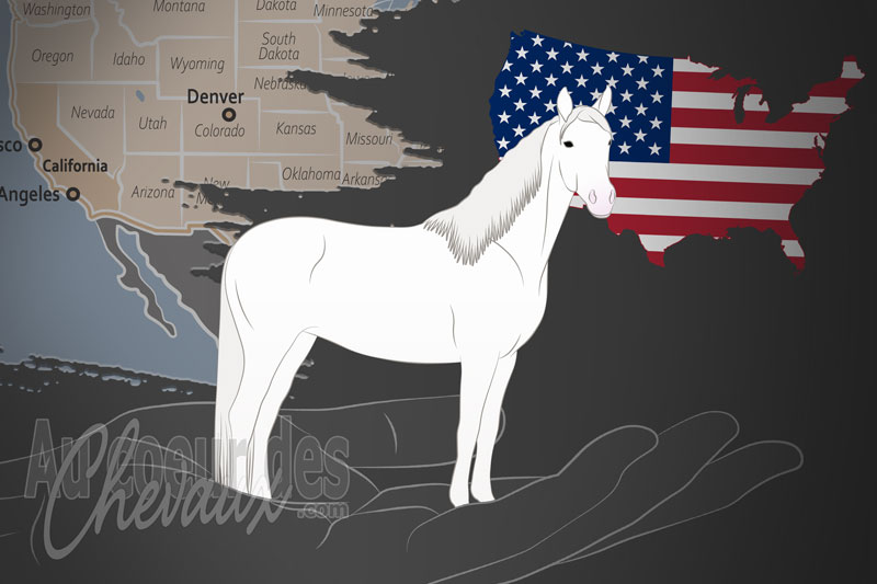 L'Association du Cheval Camarillo Blanc, un organisme de gestion du camarillo white aux �tats unis