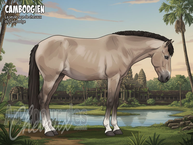 Le Cheval Cambodgien, h�ritier des plaines khm�res