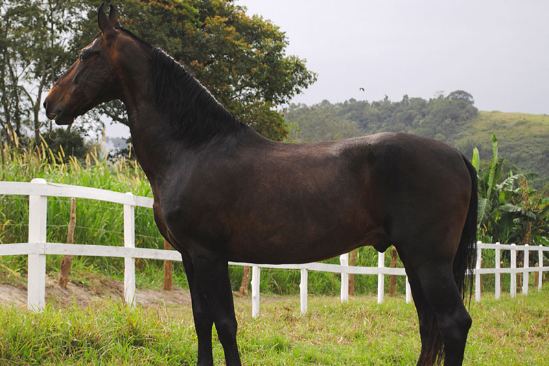 Une vue du Cheval Campolina noir au p�turage
