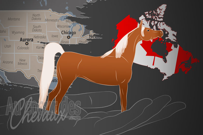 Le Registre Canadien du Cheval Arabe, une organisation qui g�re le cheval arabe au canada