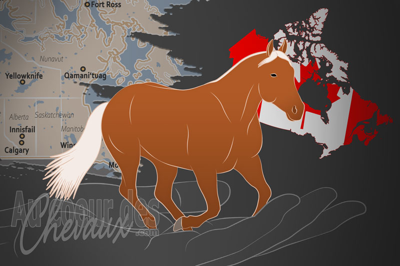 La Canadian Cutting Horse Association un organisme de race au Canada