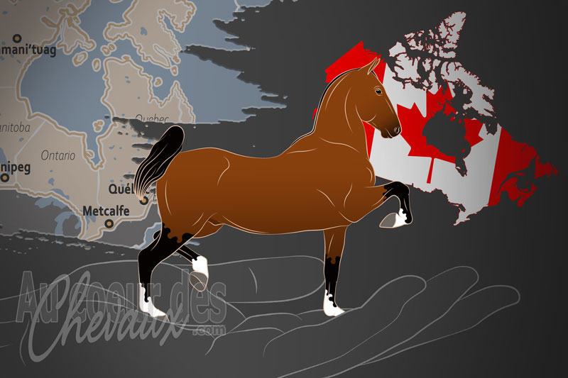 La Canadian Hackney Society un organisme de race au Canada