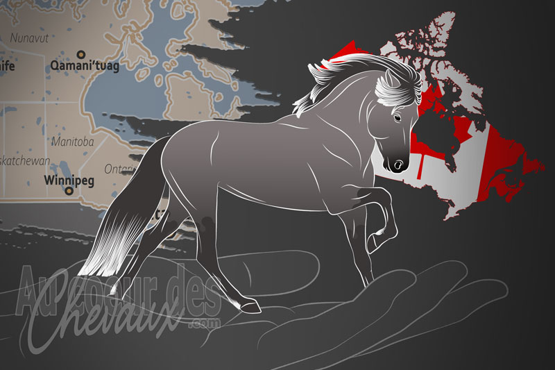 La F�d�ration Canadienne du Cheval Islandais, une organisation qui g�re le cheval islandais au canada