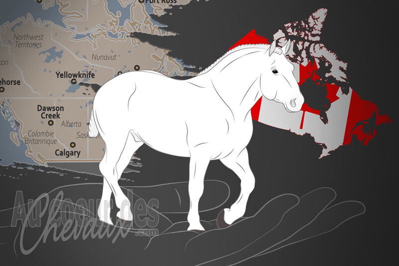L'Association Canadienne du Cheval Percheron, ne organisation qui g�re le cheval percheron au canada