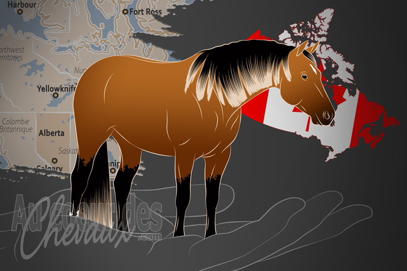 L'Association Canadienne du Quarter Horse, une organisation qui g�re le quarter horse au canada