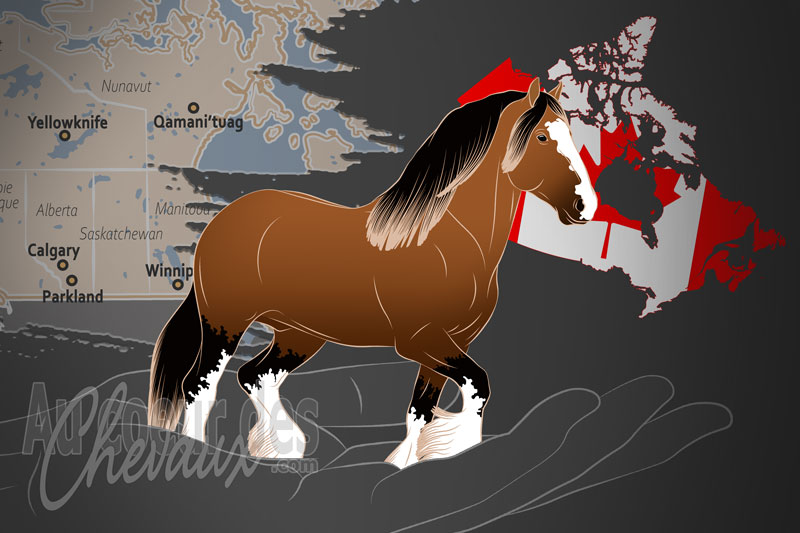 L'Association Canadienne du Cheval Shire, une organisation qui g�re le cheval shire au canada