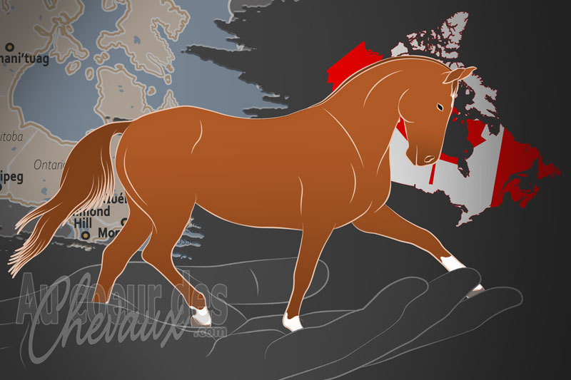 La Canadian Sport Horse Association un organisme de race au Canada