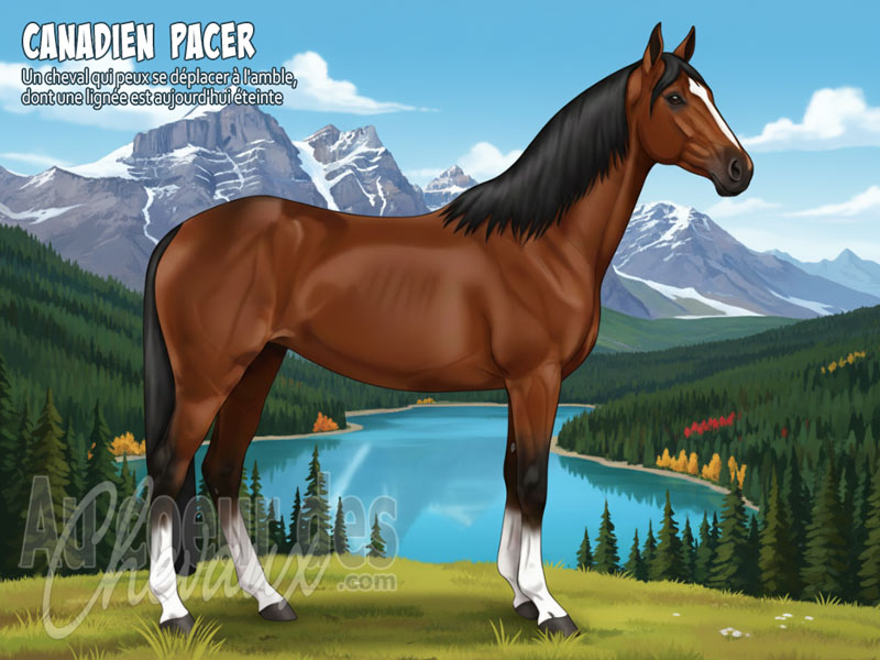Le Cheval Canadien Pacer, le ma�tre disparu de l'amble