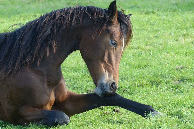 Le canon d'un cheval couch�