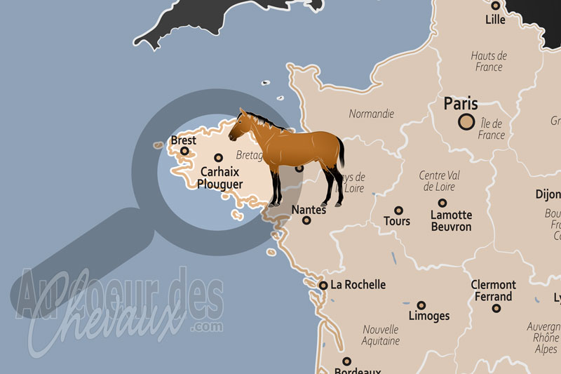 Carhaix Plouguer, le carrefour historique du cheval breton et du poher