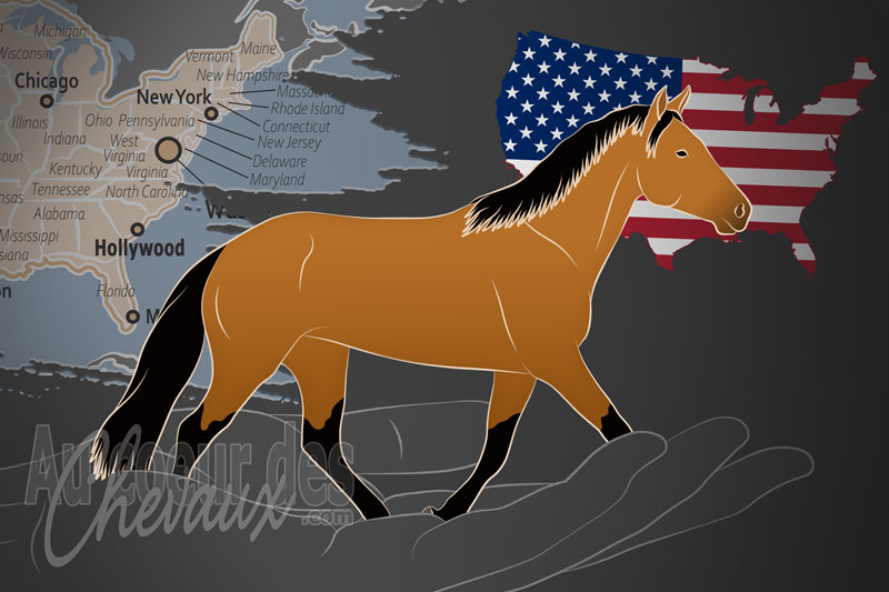 L'Association Carolina Marsh Tacky, une organisation qui g�re le cheval carolina marsh tacky aux �tats unis