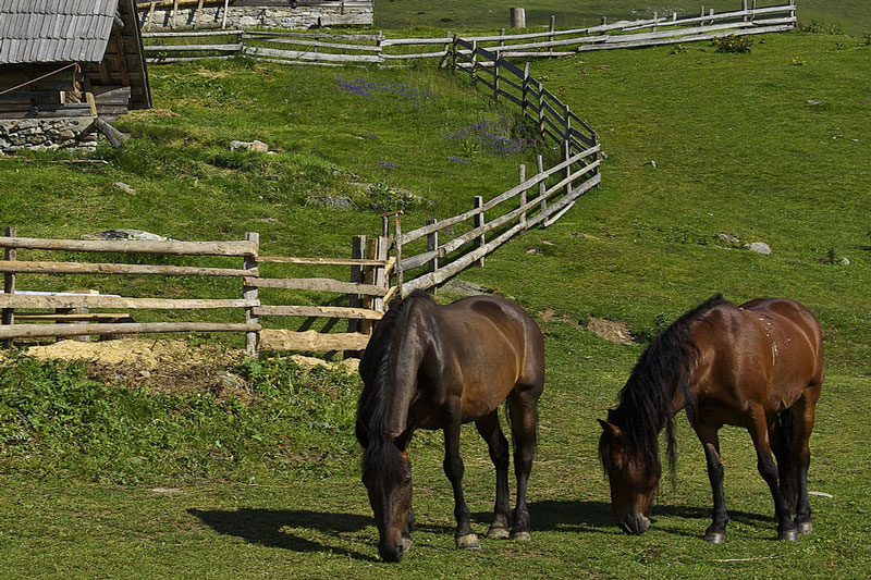 Le Cheval de Montagne Bosniaque au pr� qui broute