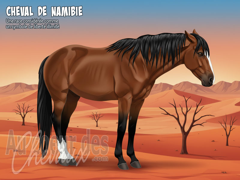 Le Cheval de Namibie, le miracle du d�sert de namib